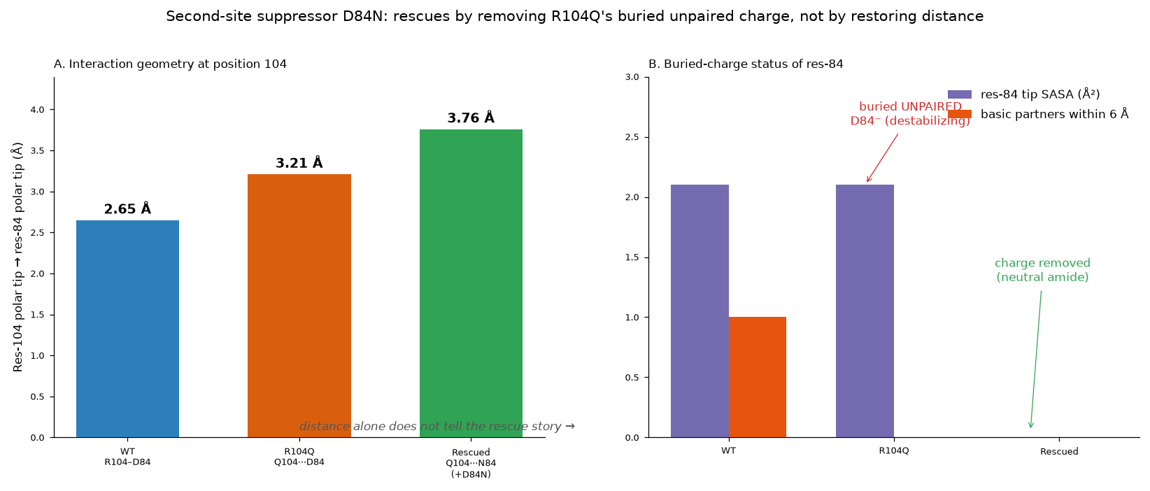 Bar charts showing that the second-site suppressor D84N rescues by removing a buried unpaired charge.